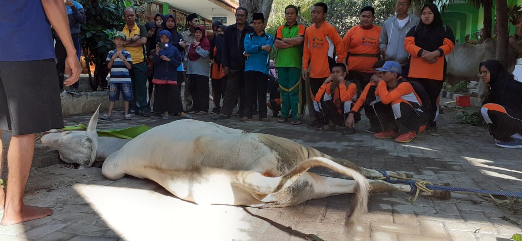 pemotongan Hewan Qurban MAN Kota Pasuruan